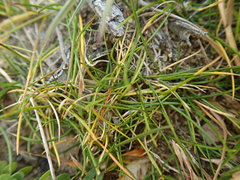 Rytidosperma exiguum