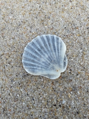 Pecten