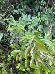 Vincetoxicum oshimae