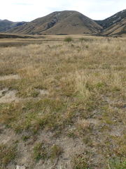 Rytidosperma exiguum