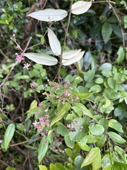 Vincetoxicum oshimae