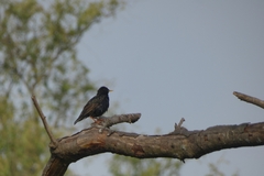 Sturnus vulgaris