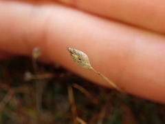 Rytidosperma exiguum