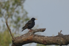Sturnus vulgaris