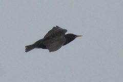 Sturnus vulgaris