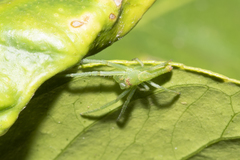 Cetratus rubropunctatus