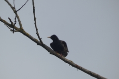 Sturnus vulgaris