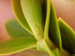 Veronica brachysiphon