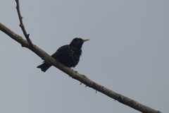 Sturnus vulgaris