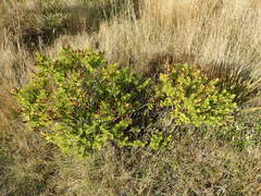 Veronica brachysiphon