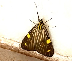 Phaeochlaena lampra