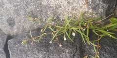 Scleromitrion brachypodum