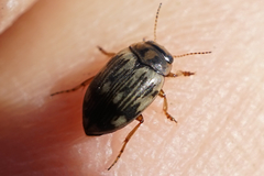 Nebrioporus nipponicus