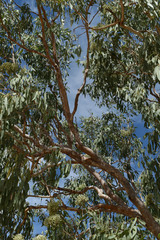 Corymbia terminalis