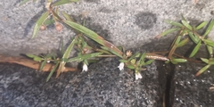Scleromitrion brachypodum