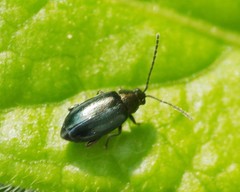 Phyllotreta nigripes