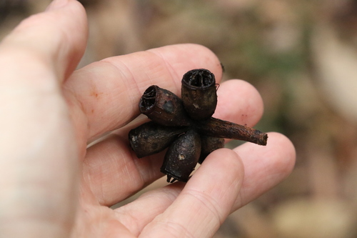 Eucalyptus robusta
