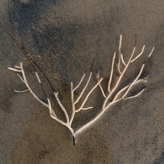 Pseudopterogorgia fredericki