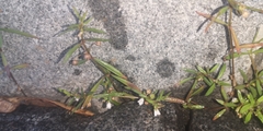 Scleromitrion brachypodum