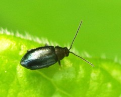 Phyllotreta nigripes
