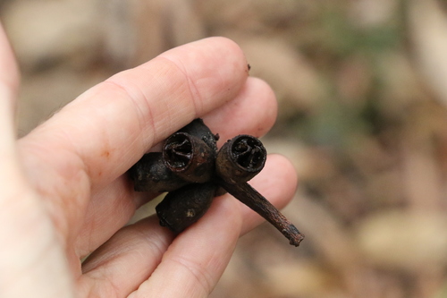 Eucalyptus robusta