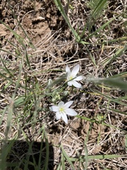 Ornithogalum orthophyllum