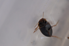 Nebrioporus nipponicus