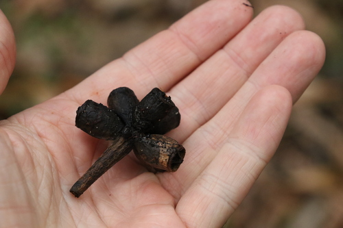 Eucalyptus robusta