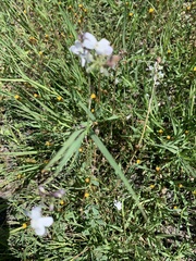 Linaria nigricans