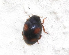 Scymnus frontalis