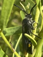 Laeviscolia frontalis