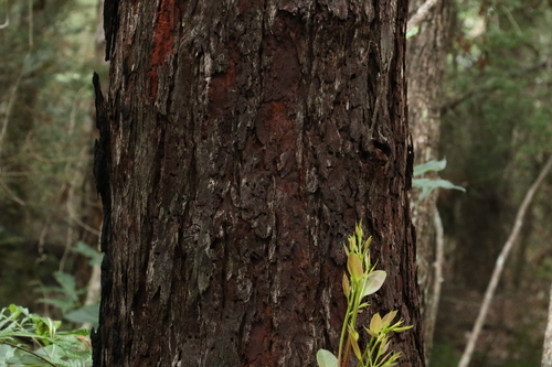 Eucalyptus robusta