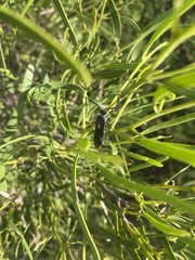 Laeviscolia frontalis