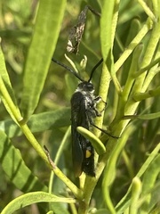 Laeviscolia frontalis