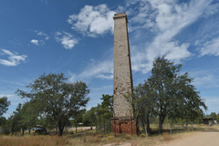 Lysiphyllum cunninghamii