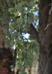 Lysiphyllum cunninghamii