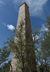 Lysiphyllum cunninghamii