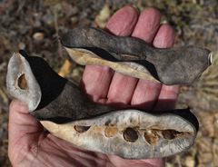 Lysiphyllum cunninghamii