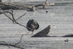 Fulica atra