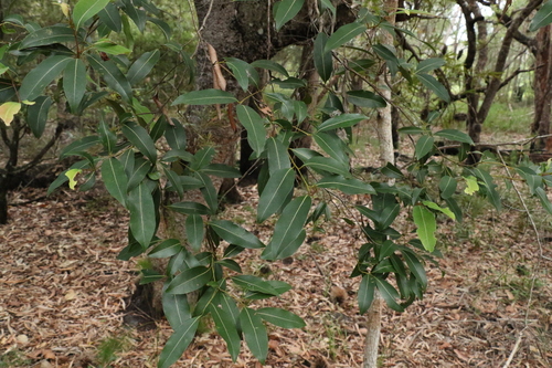 Image of Endiandra sieberi by (c) Greg Tasney, some rights reserved (CC BY-SA)