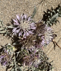 Centaurea raphanina