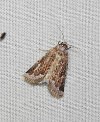 Proteuxoa florescens