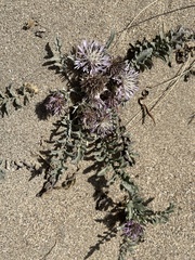 Centaurea raphanina
