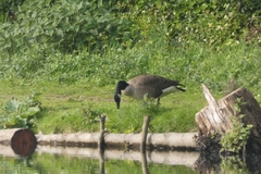Branta canadensis
