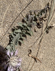 Centaurea raphanina