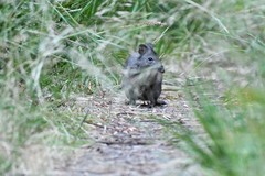 Potorous tridactylus