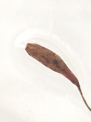 Leptostomum inclinans