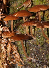 Psathyrella echinata