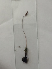 Leptostomum inclinans