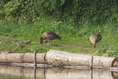 Alopochen aegyptiaca